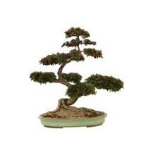 Bonsai Tree